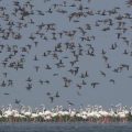 Migratory Bird In Chilika Lagoon Witnesses Marginal Increase