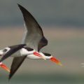 Pongal Bird Counting starts today