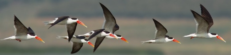 Pongal Bird Counting starts today