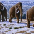 Studies explain rich diversity in mammals