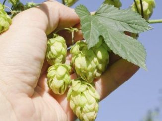 cropped-Hops-Flowering-Plants-Learn-About-Growing-Hops-Plants-In-The-Garden.jpg