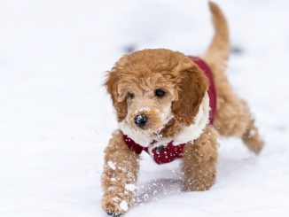 Dogs’ Tails Are a Communication Tool To Understand them