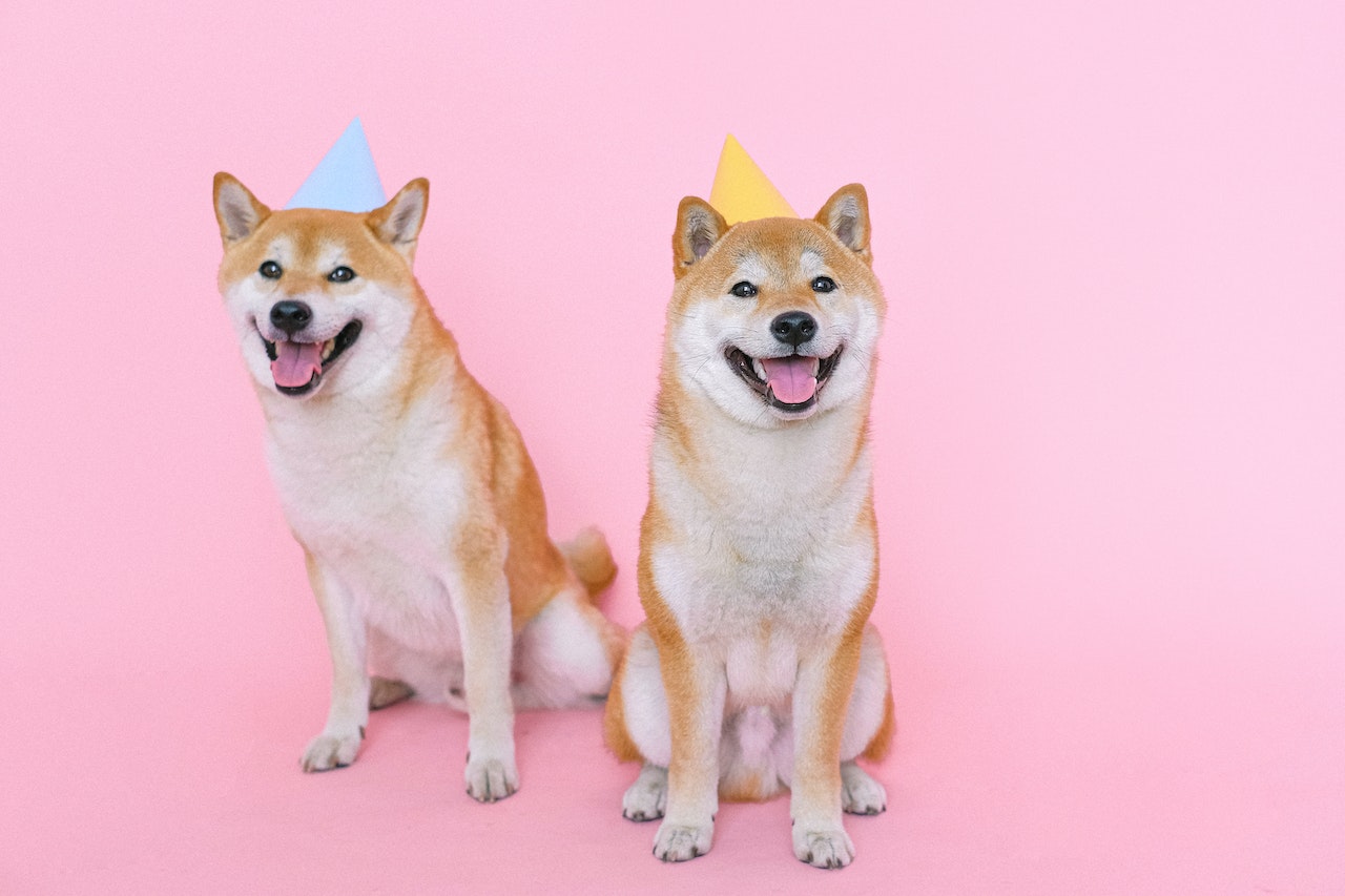 Shiba Inu Coin Sees Rise After St. Paddy's Day Post