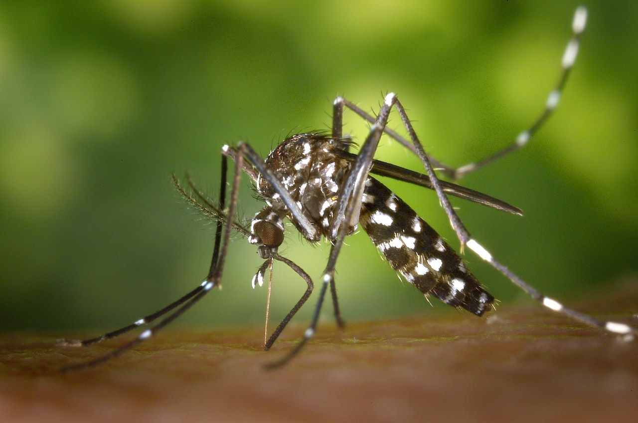 Mosquitoes Are More Likely to Bite People with Certain Body Odors, Study Finds