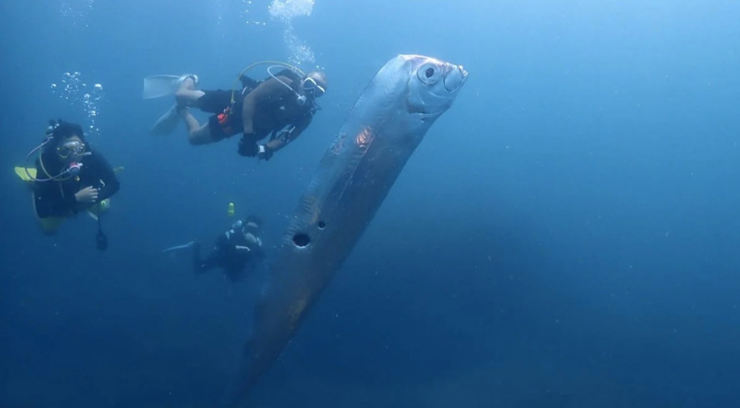 Watch: Mysterious Doomsday Fish Spotted In Taiwan