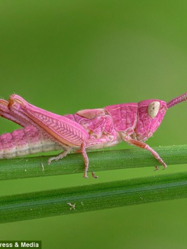 Jaw-Dropping Discovery: A Vibrant Pink Grasshopper Unveils Its Stunning Hues in a Welsh Garden!