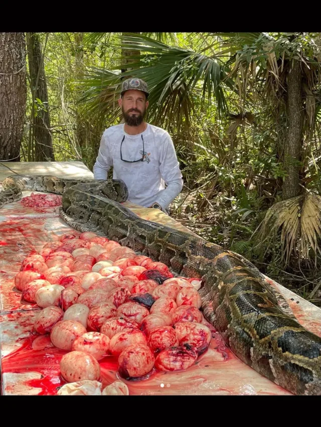 Florida Snake Hunter Captures Enormous 16-Foot Burmese Python Concealing 60 Eggs