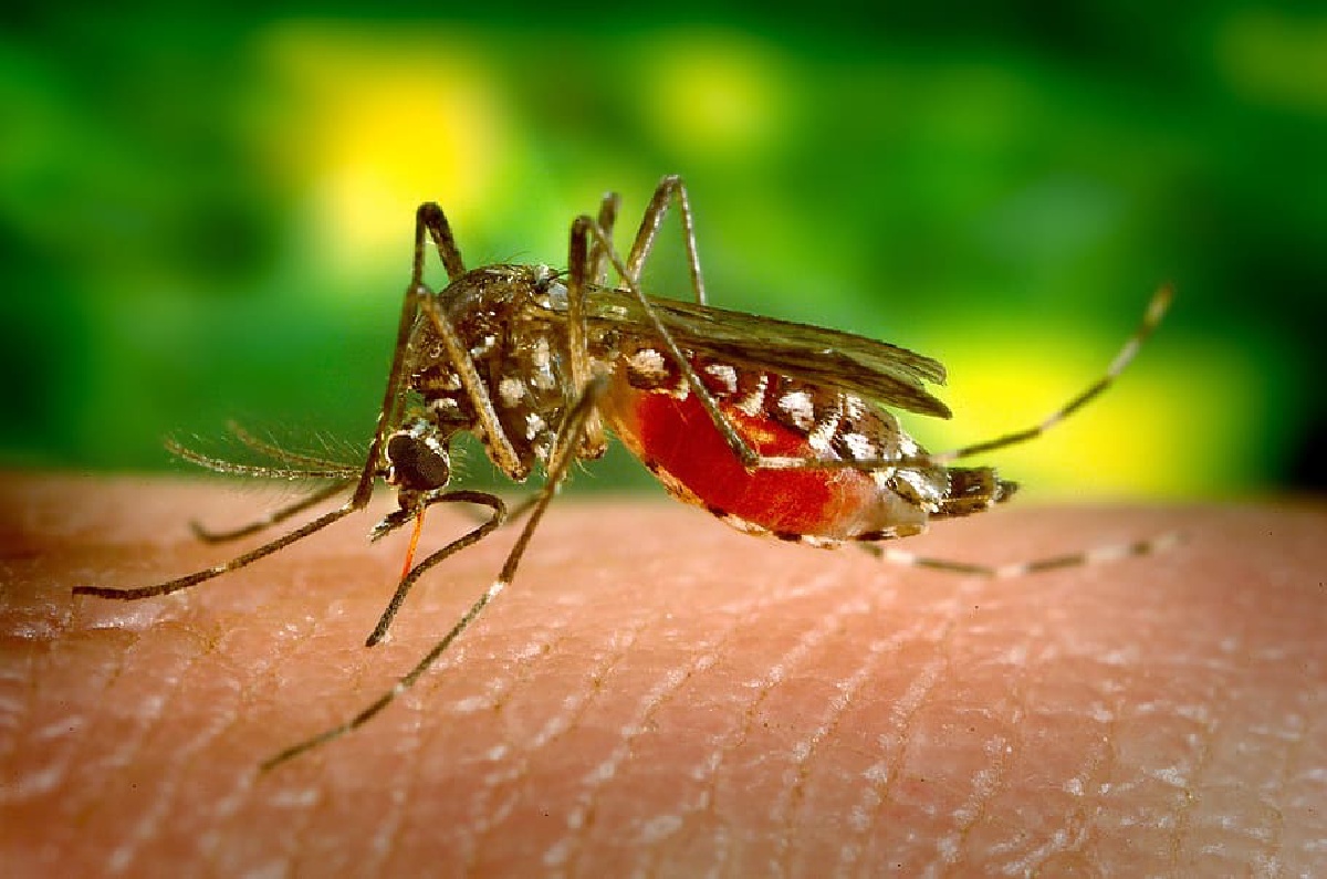 Bangladesh Reports Highest Dengue Hospitalizations in a Day, Urges Public to Stay Safe