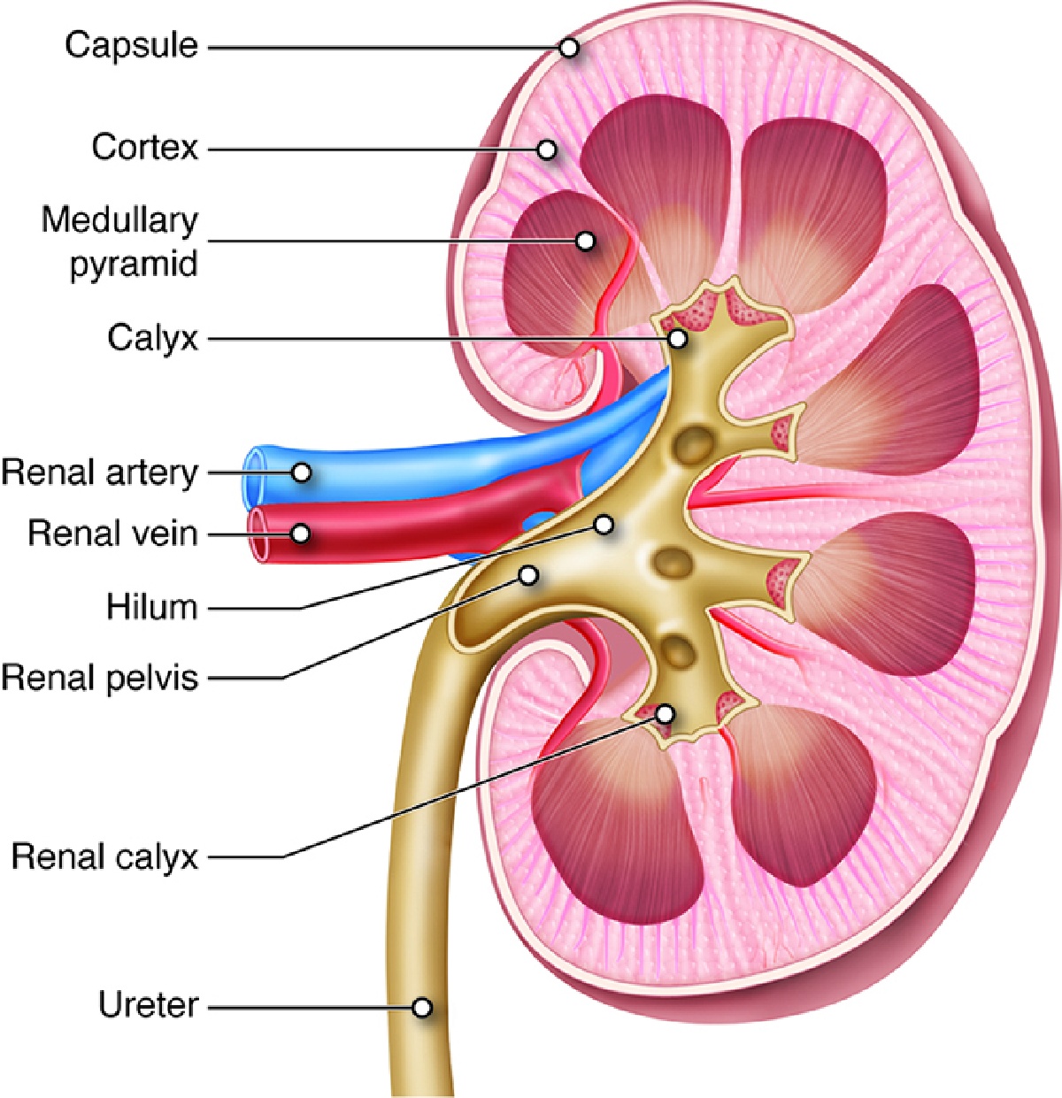 Сосочки почки. Hilum renalis. Pyramis renalis. Пирамиды почек анатомия. Pelvis renalis.