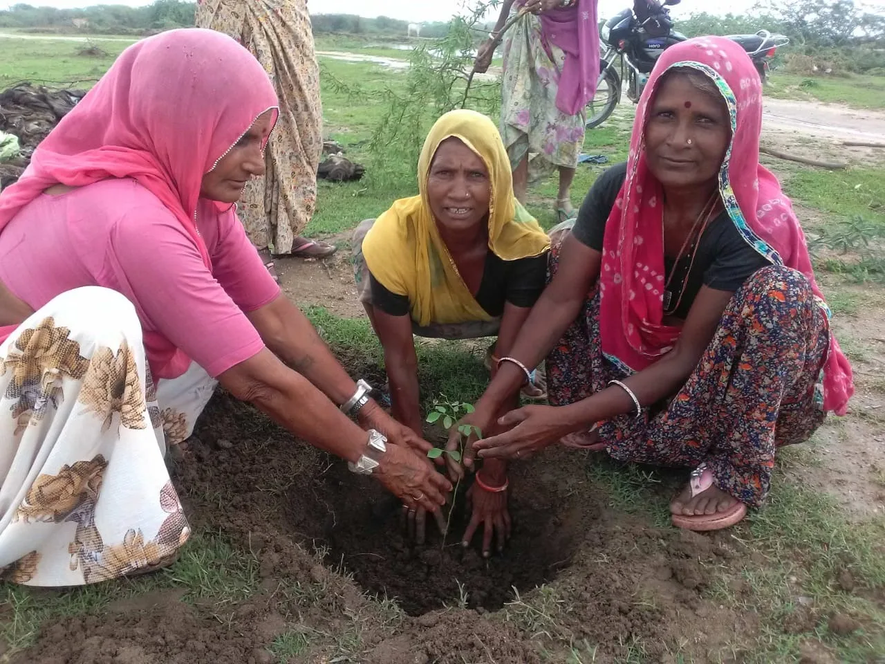 More than 2.5 lakh trees will now expand the  green cover in Rajasthan