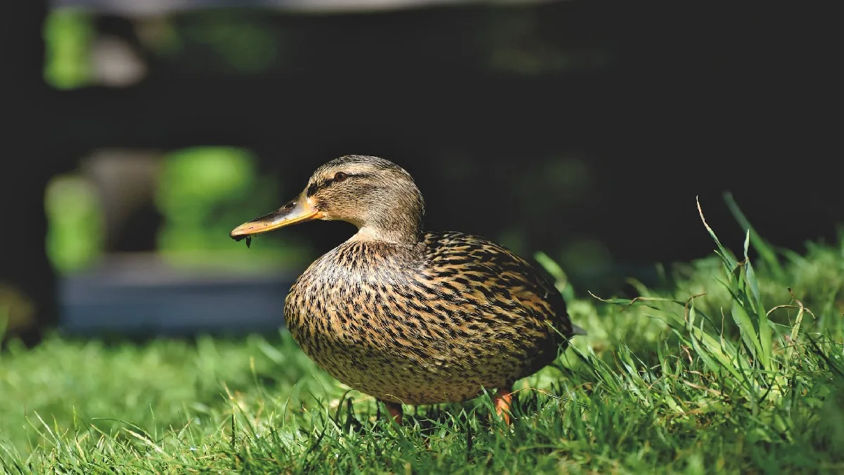 France Starts The Vaccination Of Millions of Ducks
