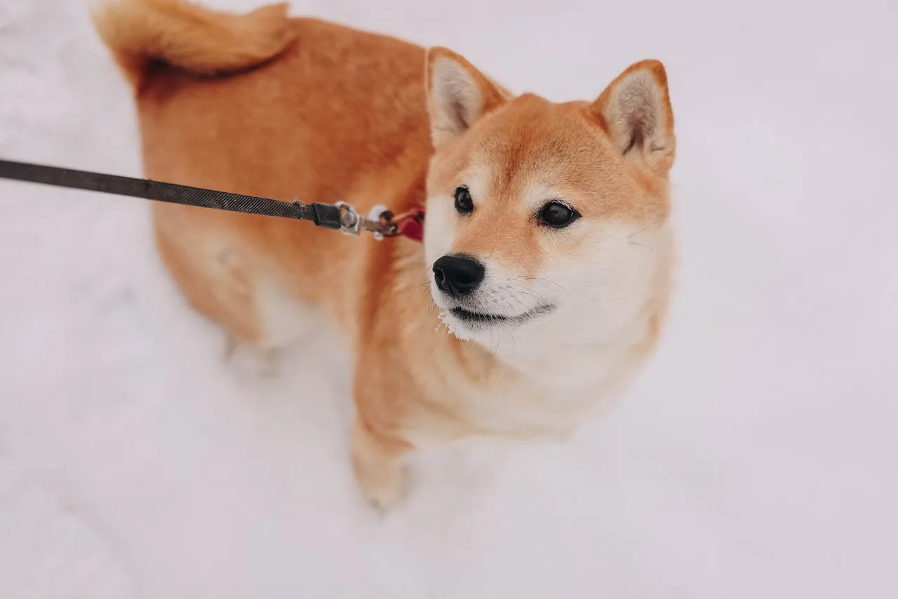 The Rise Of Shiba Inu: Why It Outperformed Ethereum, Cardano, And XRP In The Crypto Market
