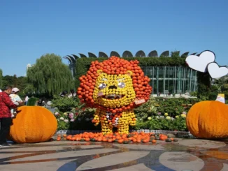 From Pandas to Dragons: Beijing’s Pumpkin Festival Wows Crowds