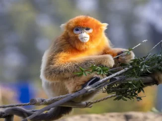 golden snub-nosed monkeys