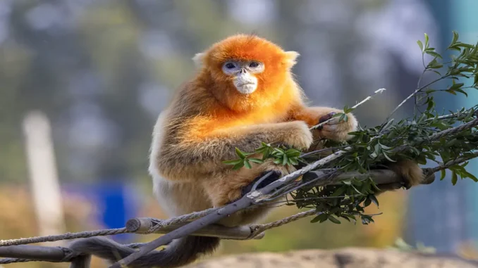 golden snub-nosed monkeys