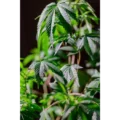 France Leads Europe in Cannabis Use: Experts Advocate for Legalization and Taxation