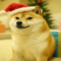 Dogecoin's Massive Crash Followed by Potential 100% Rash Rally