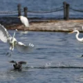 Wetland Wildlife: Egrets and Eurasian Coots Compete in Taiyuan
