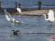 Wetland Wildlife: Egrets and Eurasian Coots Compete in Taiyuan