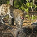 Adult Female Leopard Rescued After Being Found in Snare