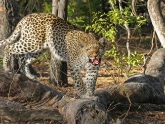 Adult Female Leopard Rescued After Being Found in Snare