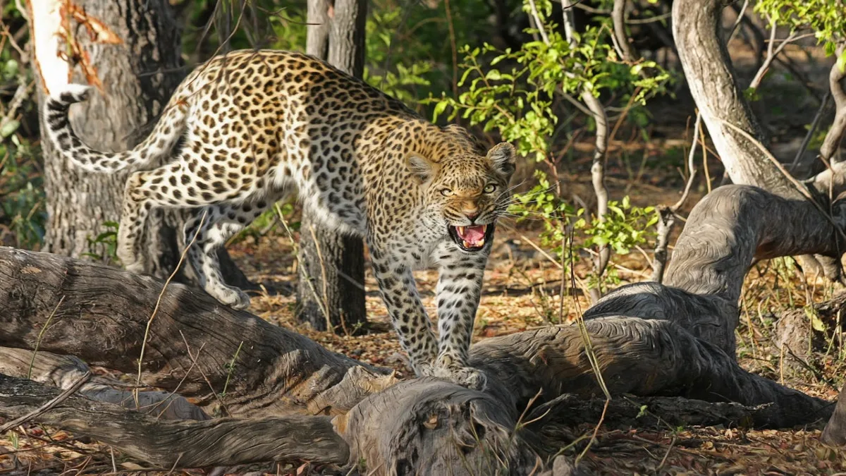 Adult Female Leopard Rescued After Being Found in Snare