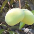 Gujarat’s Kesar Mango Disease A Threat to Farmers and Consumers