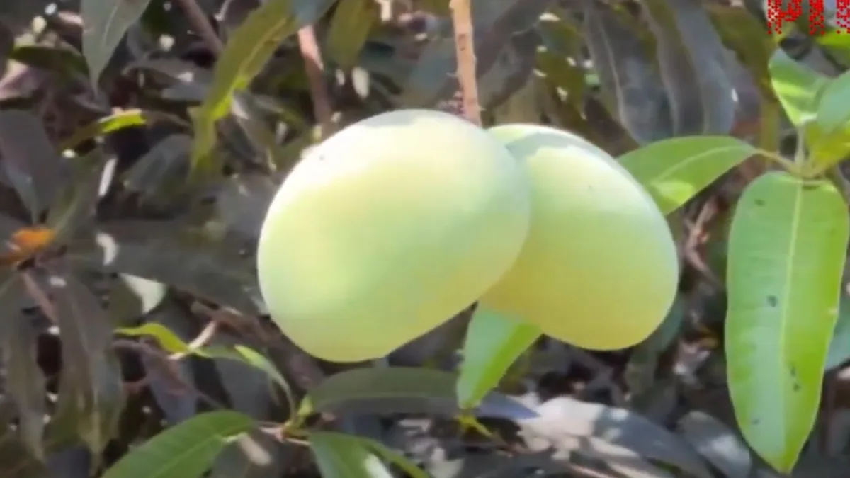 Gujarat’s Kesar Mango Disease A Threat to Farmers and Consumers
