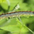Hyposmocoma Caterpillar Found in Hawaii, Wears Body Parts of Dead Prey