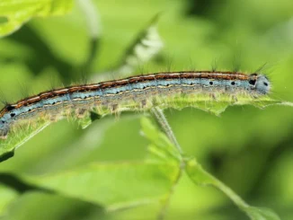 Hyposmocoma Caterpillar Found in Hawaii, Wears Body Parts of Dead Prey