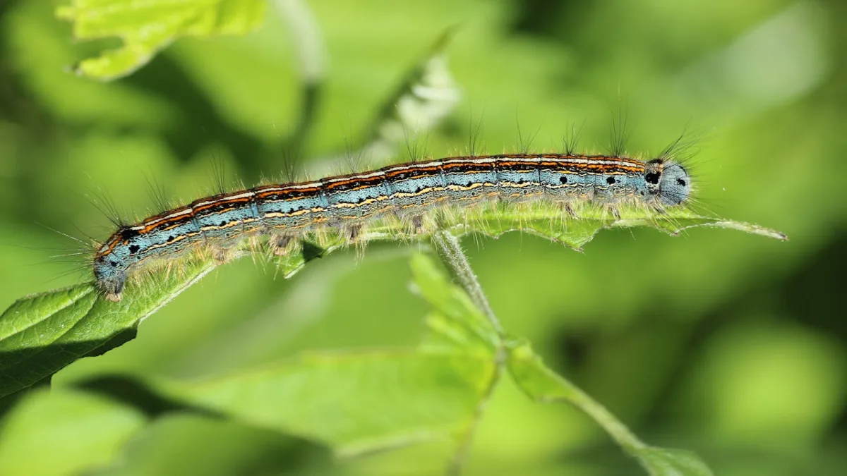 Hyposmocoma Caterpillar Found in Hawaii, Wears Body Parts of Dead Prey