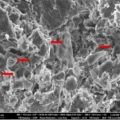 Paleoproteomics and Dinosaur Fossils — A New Era in the Fight Against Cancer Begins
