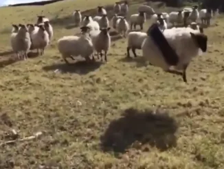 Social Media Reacts to the Farmyard Mishap