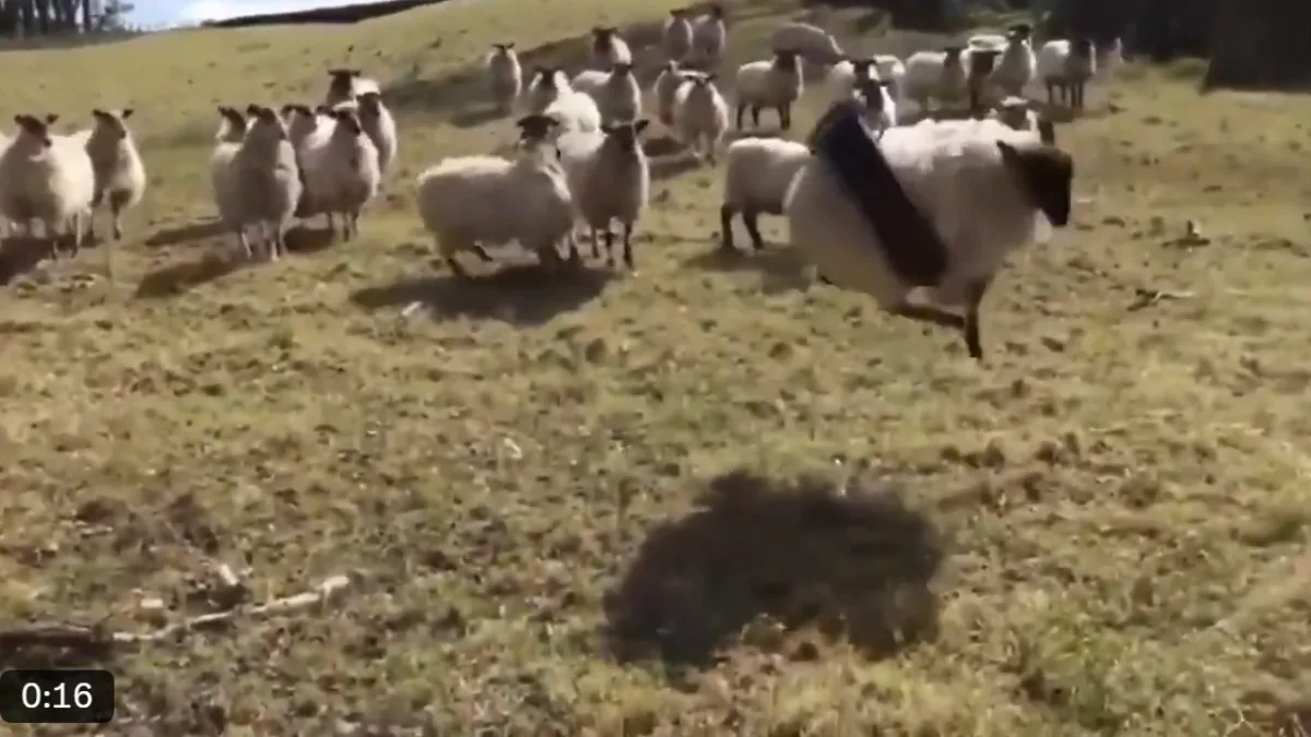 Social Media Reacts to the Farmyard Mishap