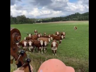 Soothing Sounds Cows Respond Peacefully to Jazz in Viral Clip