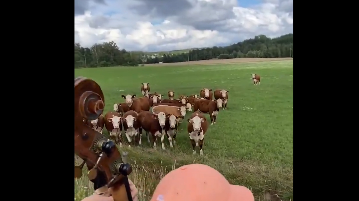 Soothing Sounds Cows Respond Peacefully to Jazz in Viral Clip
