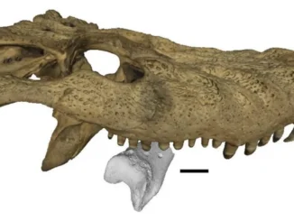 Ancient Reptile May Have Hunted Giant Bird in Colombia, Say Scientists