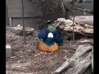Male Himalayan Monal Pheasant’s Mesmerizing Mating Dance