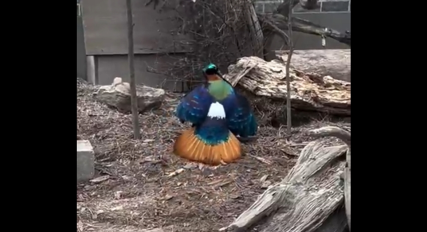 Male Himalayan Monal Pheasant’s Mesmerizing Mating Dance