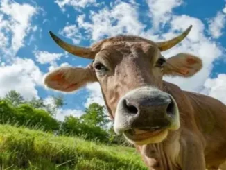 Indian cattle grazing in rural farmland