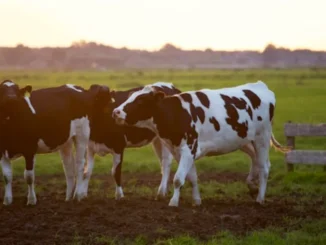 Indian dairy farmer with Holstein Friesian cows