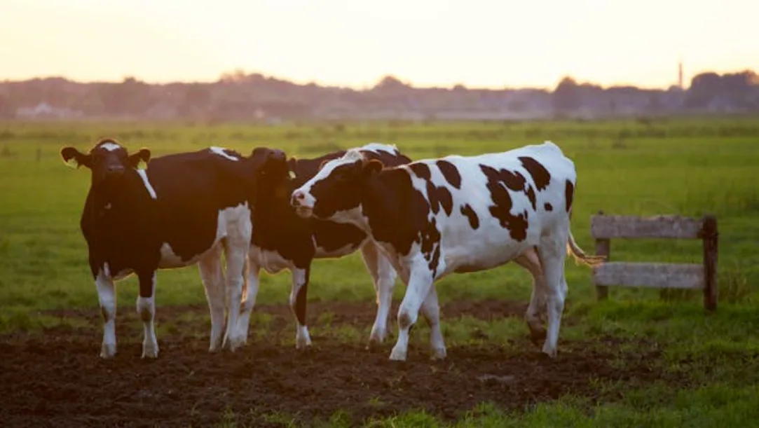 Indian dairy farmer with Holstein Friesian cows