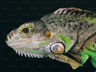 Fossil reconstruction of new Jurassic lizard species Breugnathair elgolensis with snake and gecko features