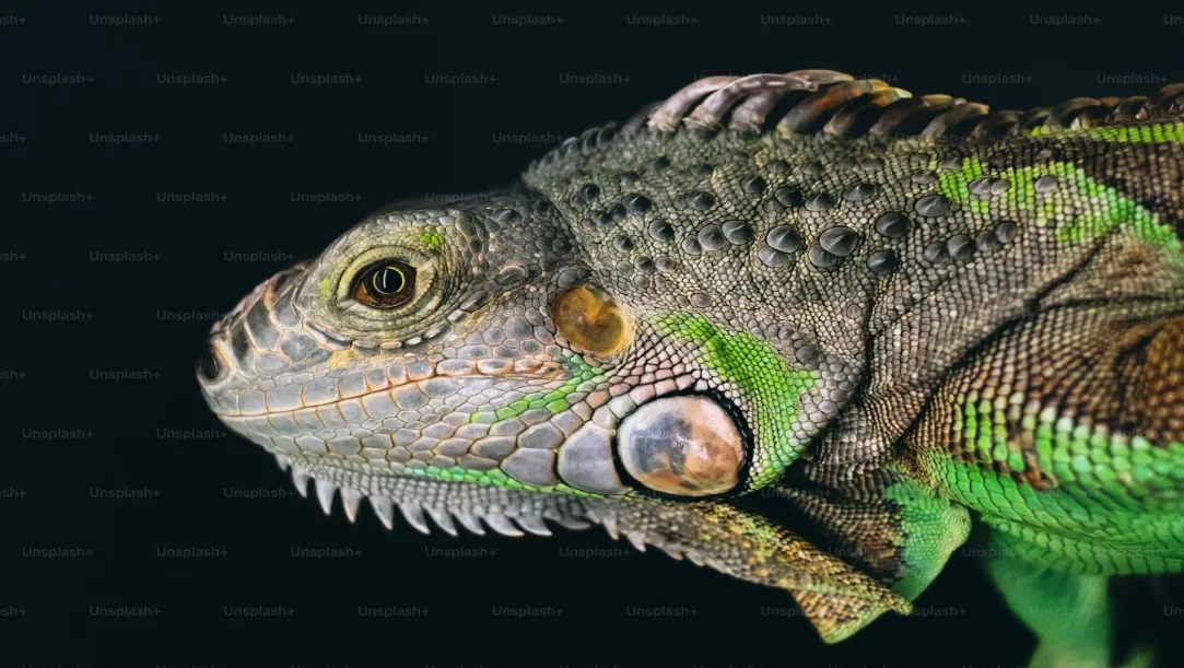 Fossil reconstruction of new Jurassic lizard species Breugnathair elgolensis with snake and gecko features