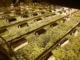 Police raid cannabis factory inside UK casino building