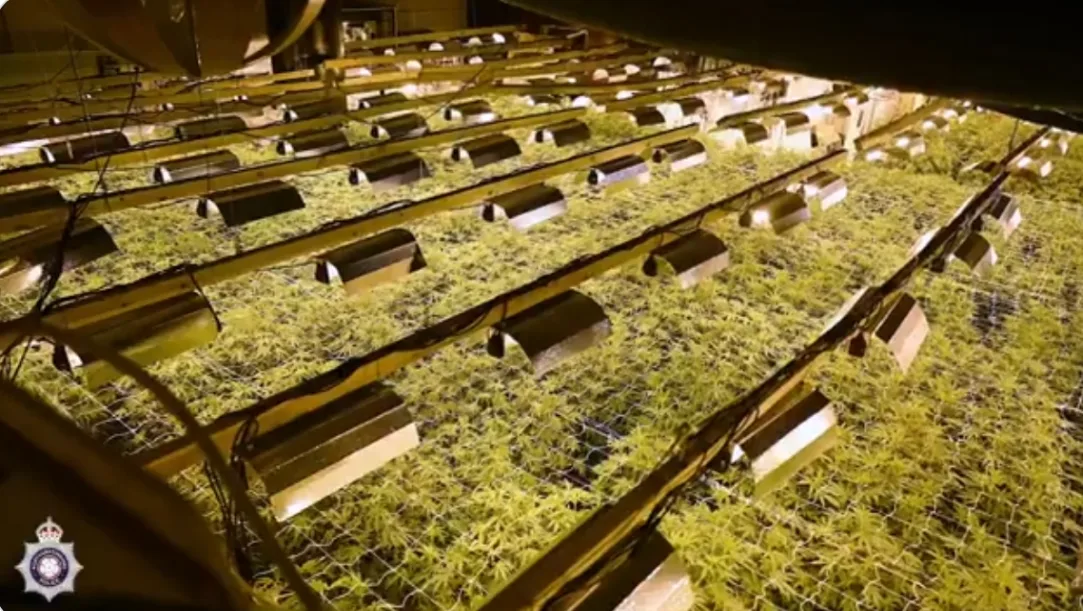 Police raid cannabis factory inside UK casino building