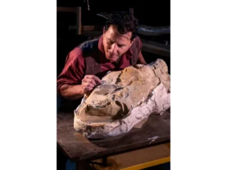 Fossilized dinosaur mummy with preserved clay mask in Wyoming