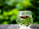 Daily Green Tea Benefits: 10 Ways It Improves Your Health