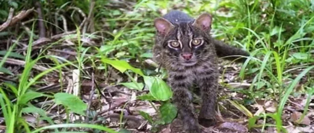 Okinawa’s Iriomote Cat
