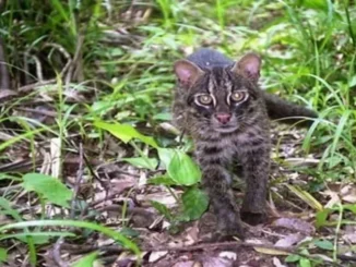Okinawa’s Iriomote Cat